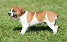 Beabull dogs for sale: Angie - Image 10