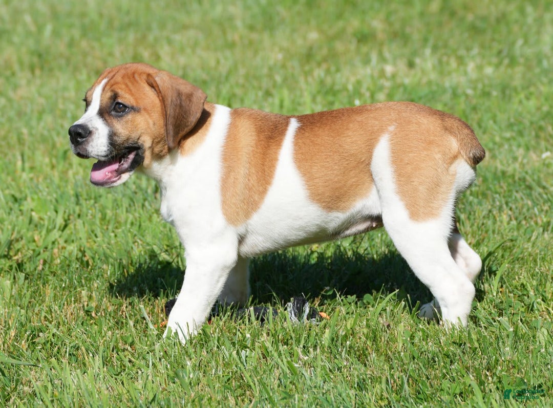 Beabull dogs for sale: Angie - Image 10