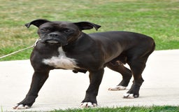 Boxer dogs for sale: Rowan - Image 8