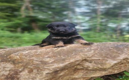 German Shepherd dogs for sale: Kat - Image 21