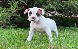 Boxer dogs for sale: Jamba - Image 2