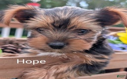 Yorkshire Terrier dogs for sale: Hope - Image 2
