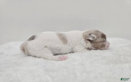Chihuahua dogs for sale: Merlin - Image 3