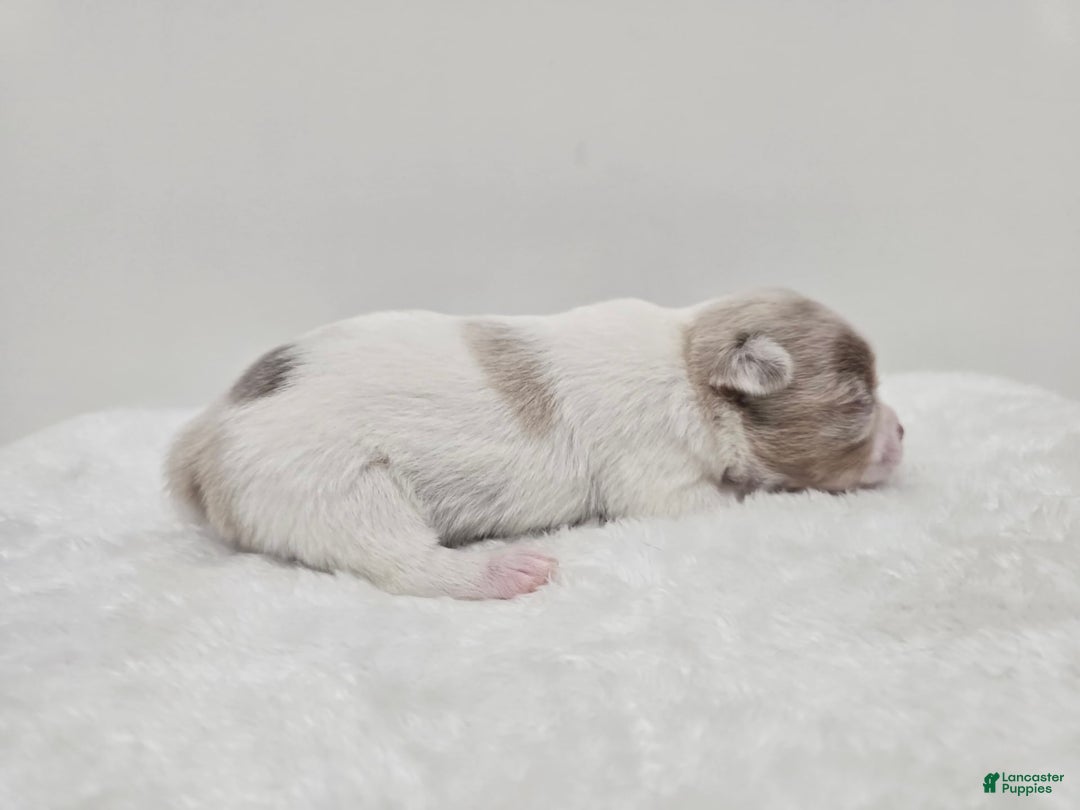 Chihuahua dogs for sale: Merlin - Image 3