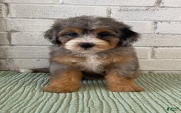 Bernedoodle dogs for sale: Annabel - Image 8