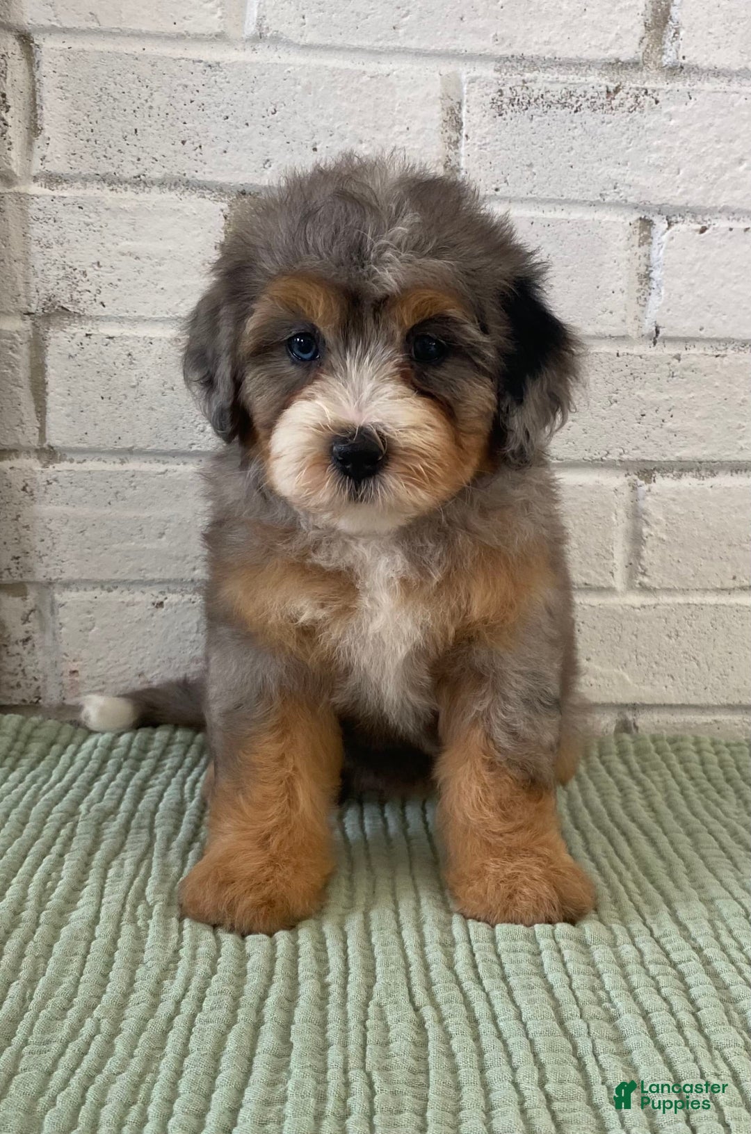 Bernedoodle dogs for sale: Annabel - Image 8