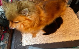Pomeranian dogs for sale: Alfred - Image 6