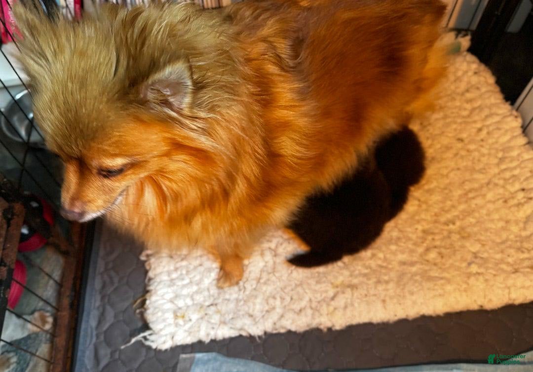 Pomeranian dogs for sale: Alfred - Image 6