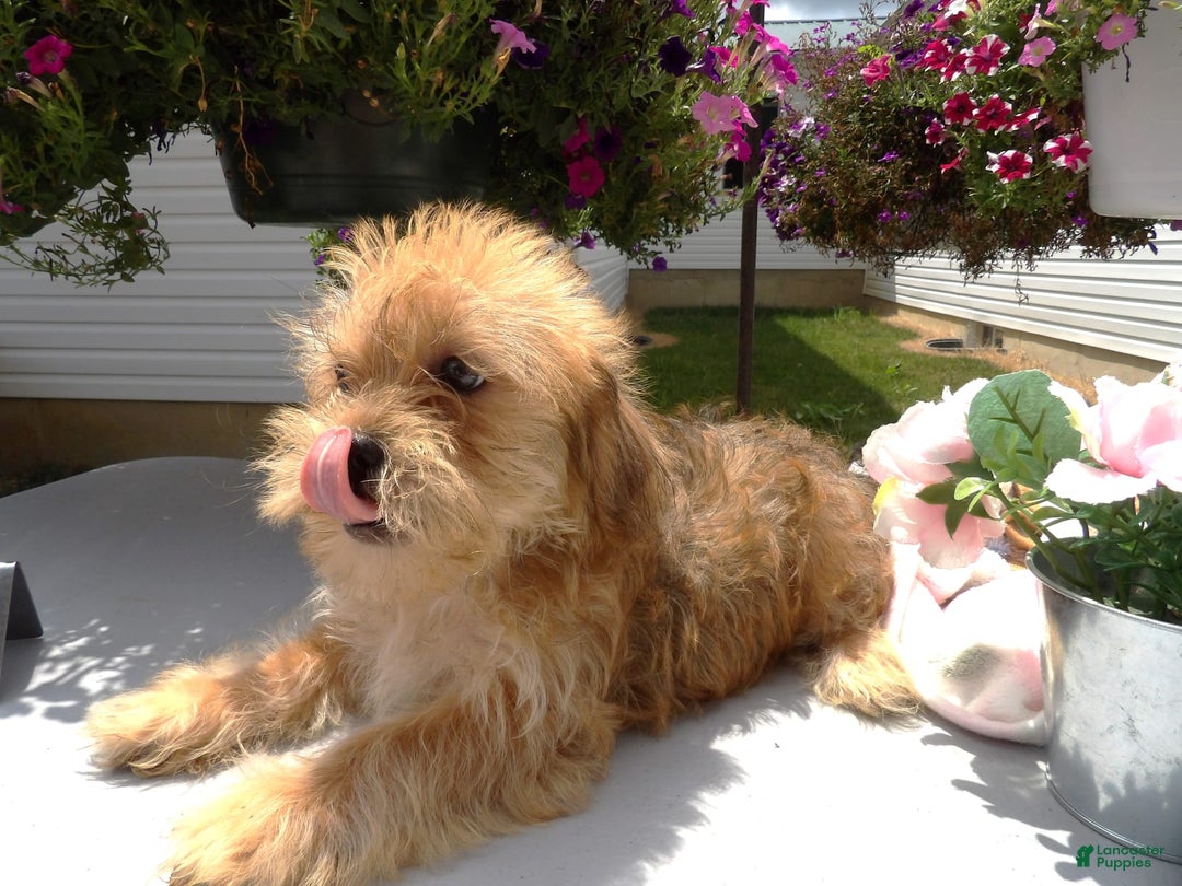 Shorkie dogs for sale: Dexter - Image 2