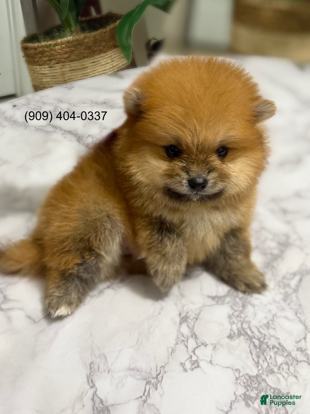 Pomeranian dogs for sale: Akc Teddy - Image 1