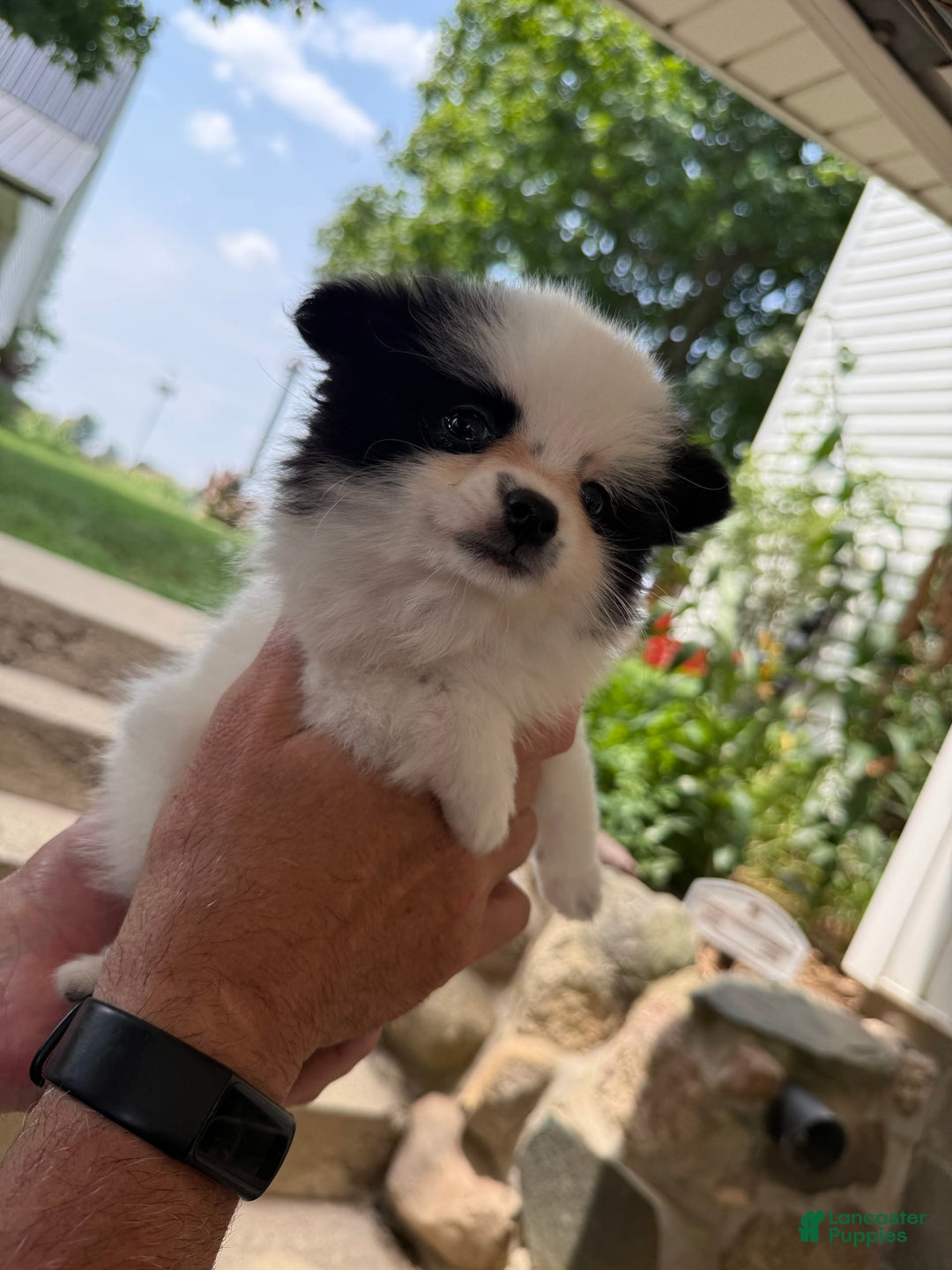 Pomeranian dogs for sale: Bear - Image 12