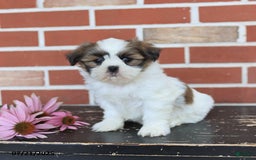 Shih Tzu dogs for sale: Dora - Image 5