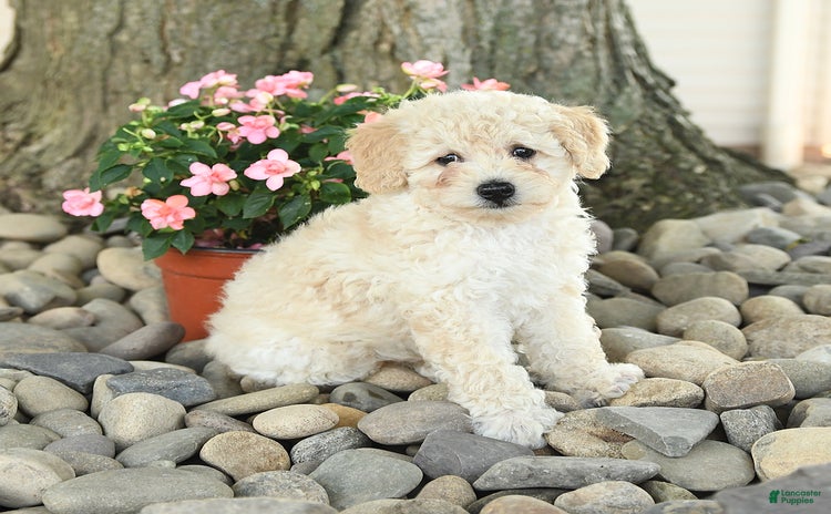 Miniature Poodle dogs for sale - Ad 2