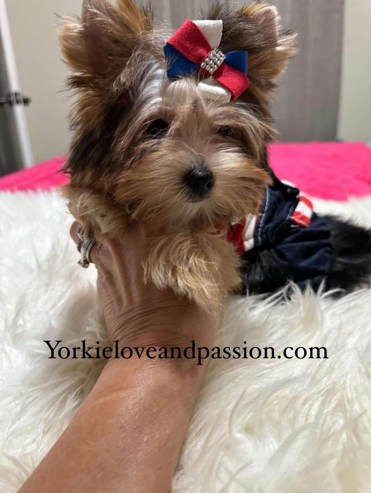 Yorkshire Terrier dogs for sale: Yorkshire Terrier 5 puppies - Image 19