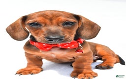Miniature Dachshund dogs for sale: Issac - Image 5