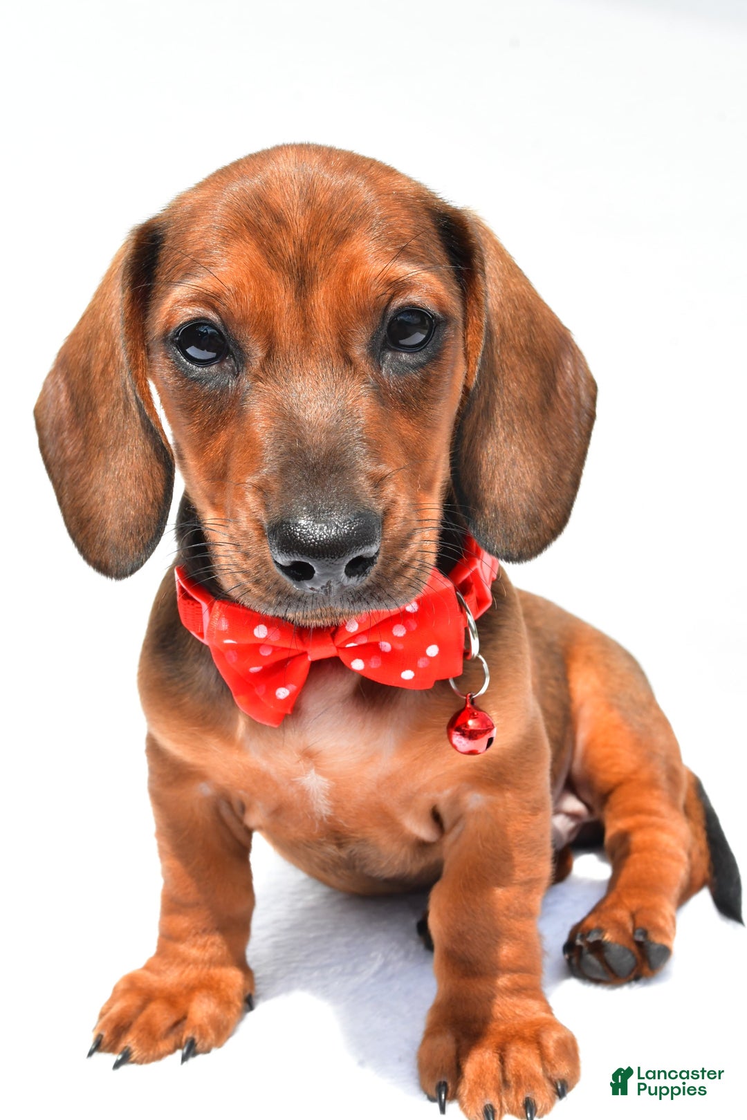 Miniature Dachshund dogs for sale: Issac - Image 5
