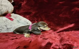 Miniature Dachshund dogs for sale: KISSES - Image 4
