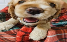 Cocker Spaniel dogs for sale: Paul - Orange - Image 1