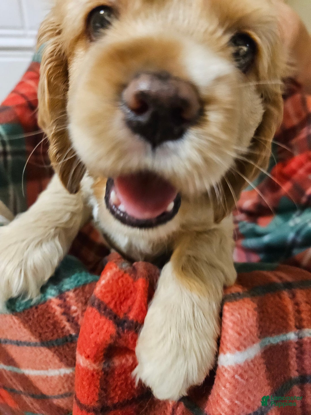Cocker Spaniel dogs for sale: Paul - Orange - Image 1