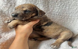 Great Dane dogs for sale: Ginger Ale - Image 2