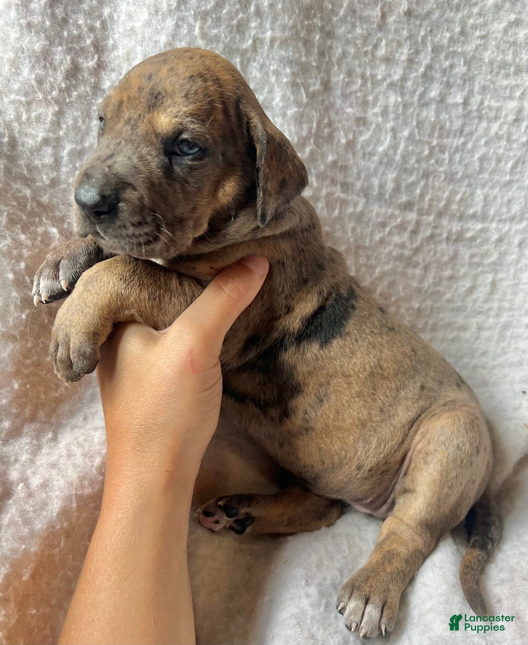 Great Dane dogs for sale: Ginger Ale - Image 2