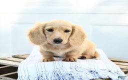 Dachshund dogs for sale: Bentley - Image 3