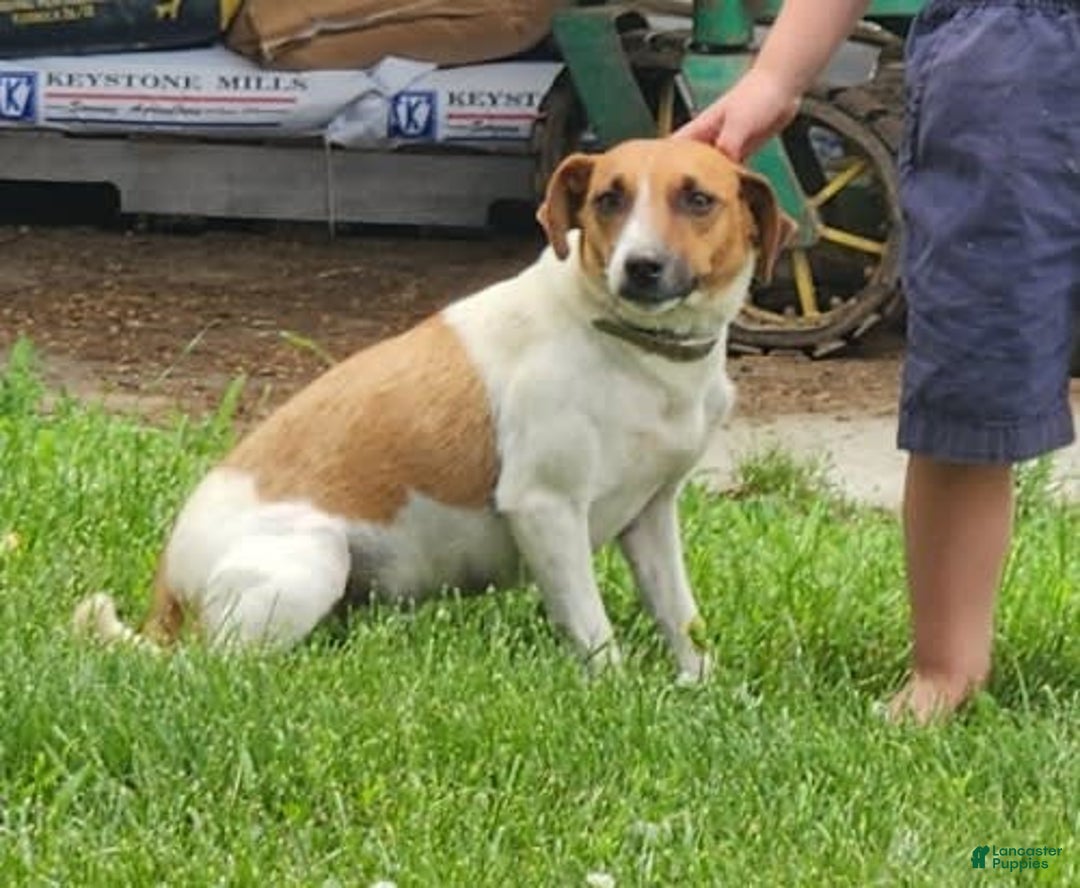 Jack Russell Terrier dogs for sale: Jackson - Image 4