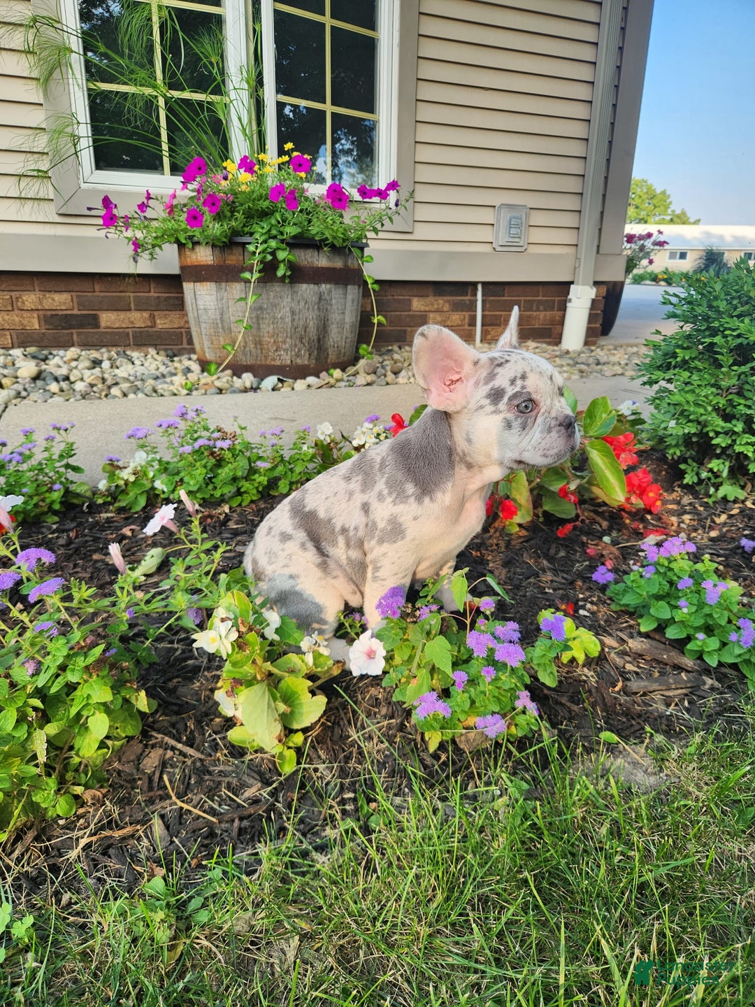 French Bulldog dogs for sale: Charlie - Image 9