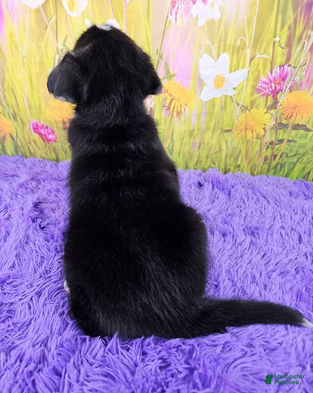 Goberian dogs for sale: Igor - Image 3