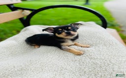 Chihuahua dogs for sale: Benny - Image 1