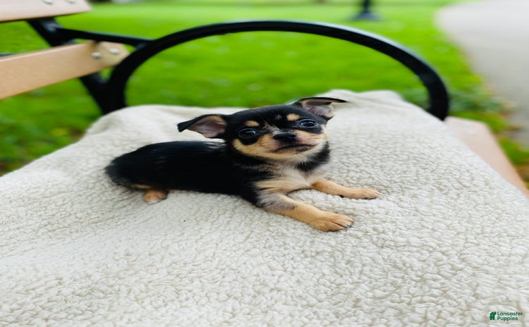 Chihuahua dogs for sale - Ad 1