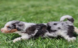 Mini Bernedoodle dogs for sale: Tate - Image 2