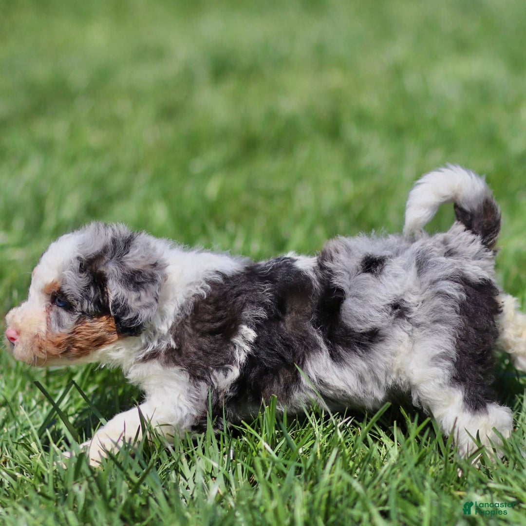 Mini Bernedoodle dogs for sale: Tate - Image 2