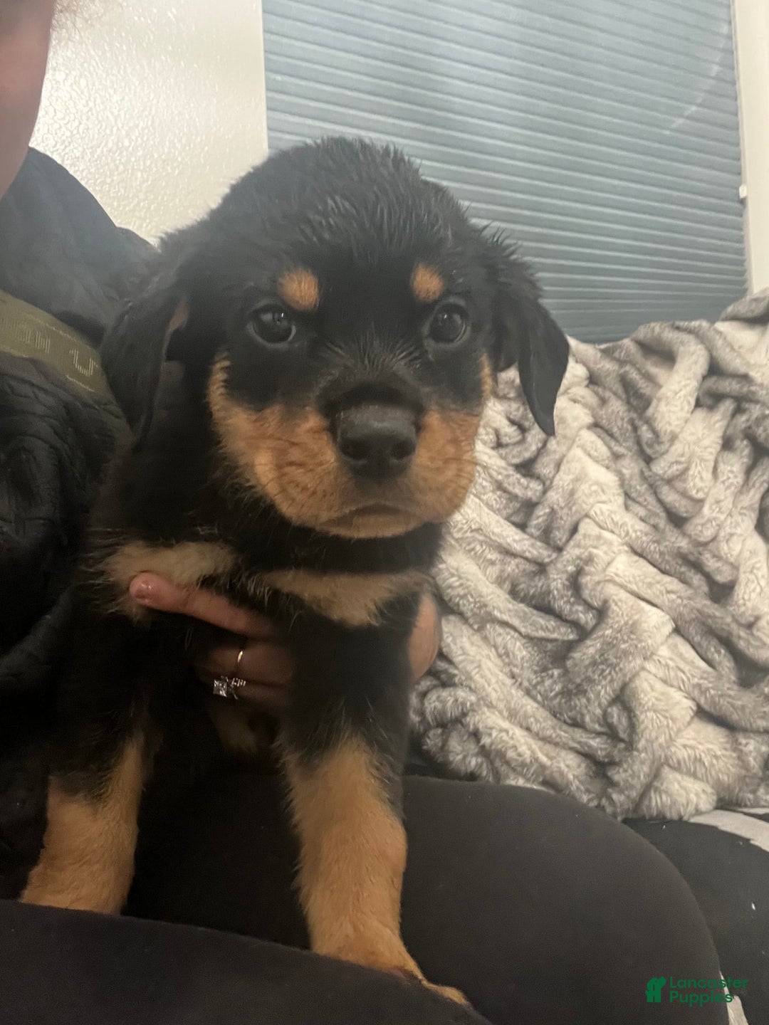 Rottweiler dogs for sale: Roxy - Image 3
