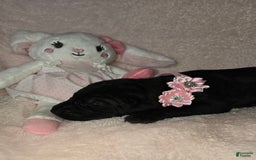 Great Dane dogs for sale: Onyx - Image 12