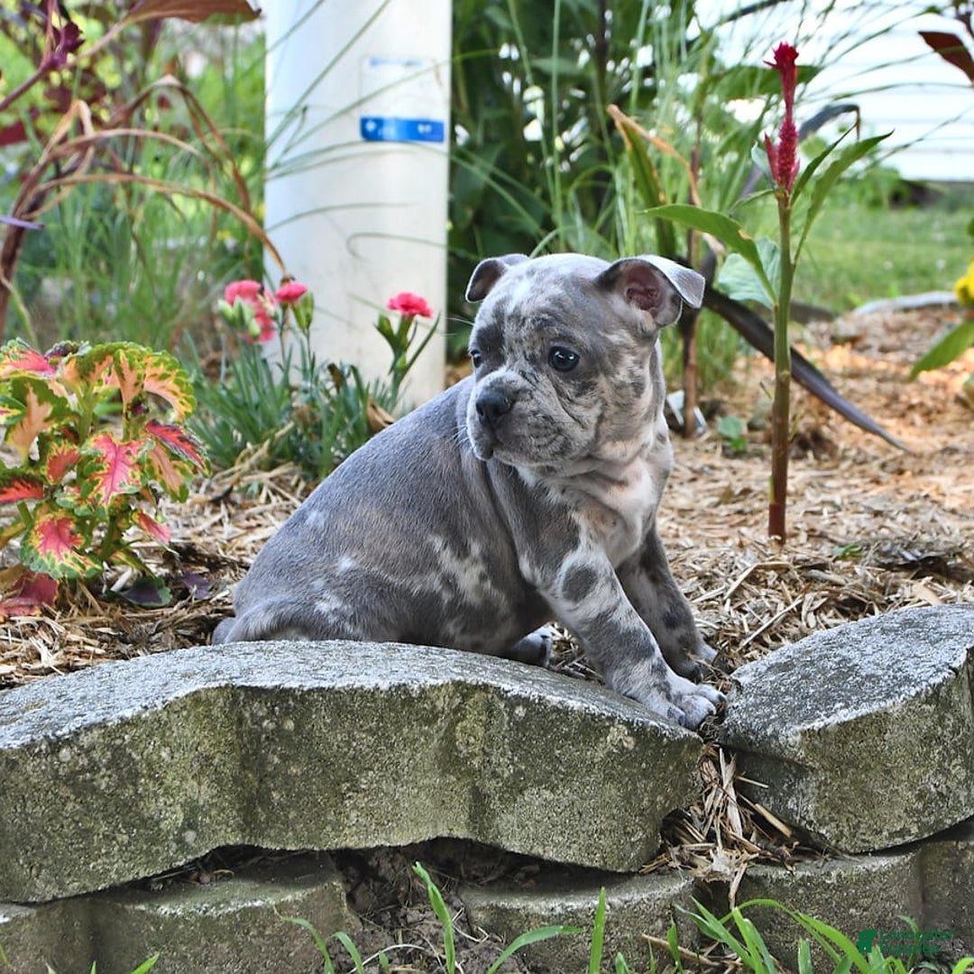 Frenchton dogs for sale: Parker - Image 7