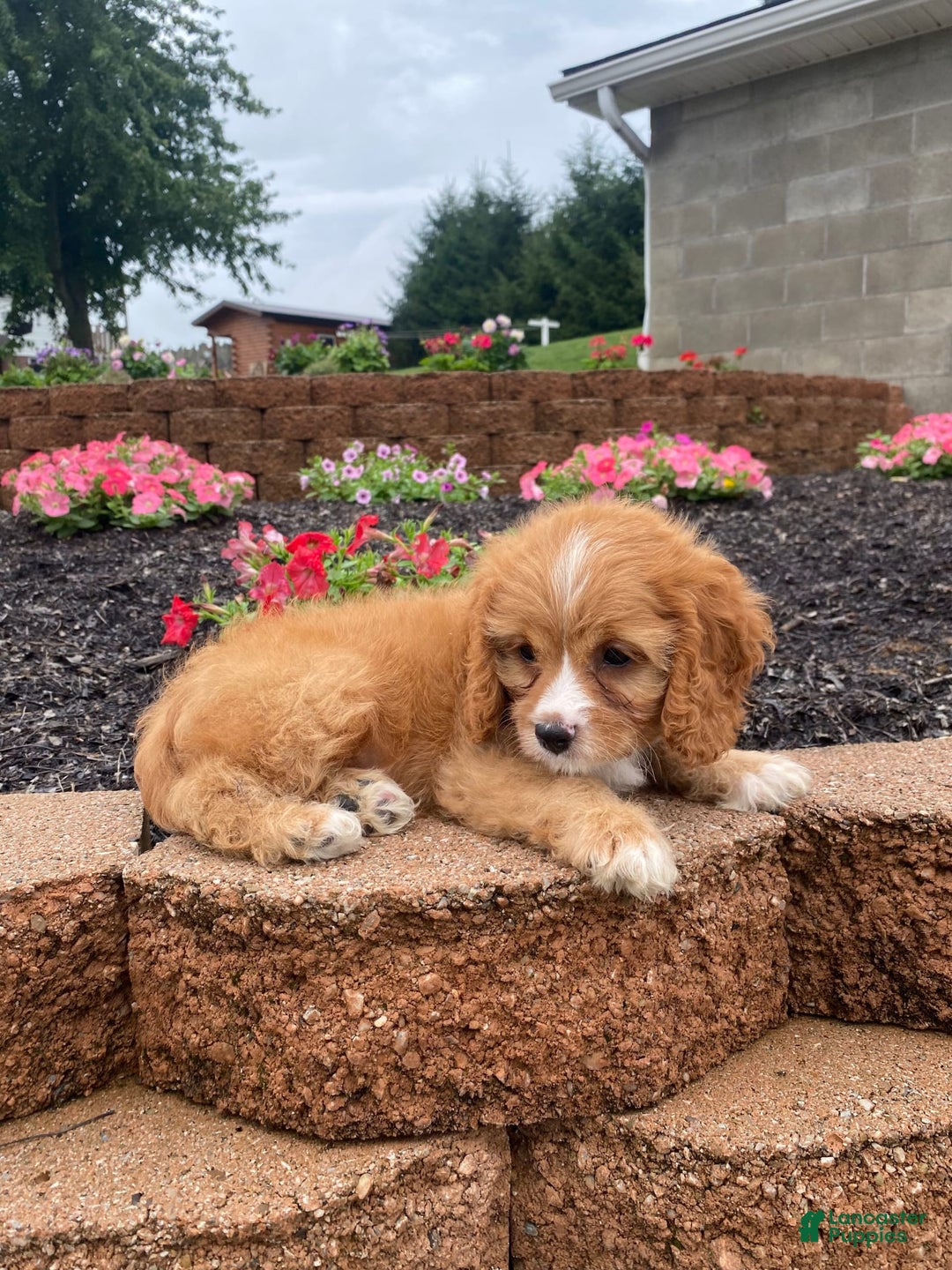 Cavapoo dogs for sale: Chester - Image 2