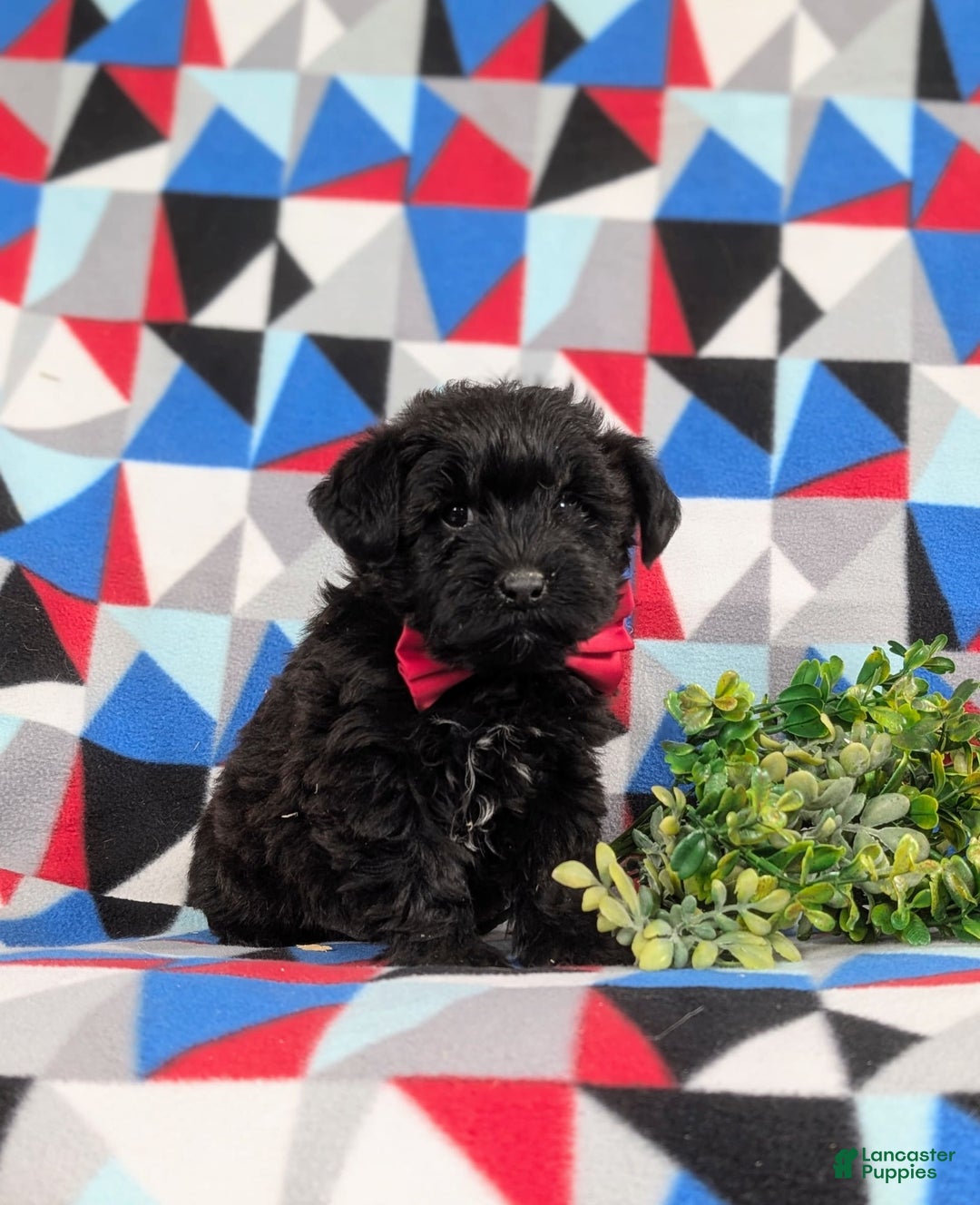 Yorkiepoo dogs for sale: Willoughby - Image 6