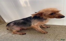 Yorkshire Terrier dogs for sale: Rebel - Image 17