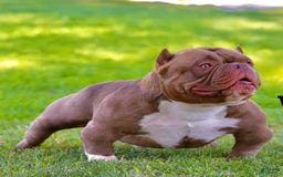 American Bully dogs for sale: Big Boy - Image 7
