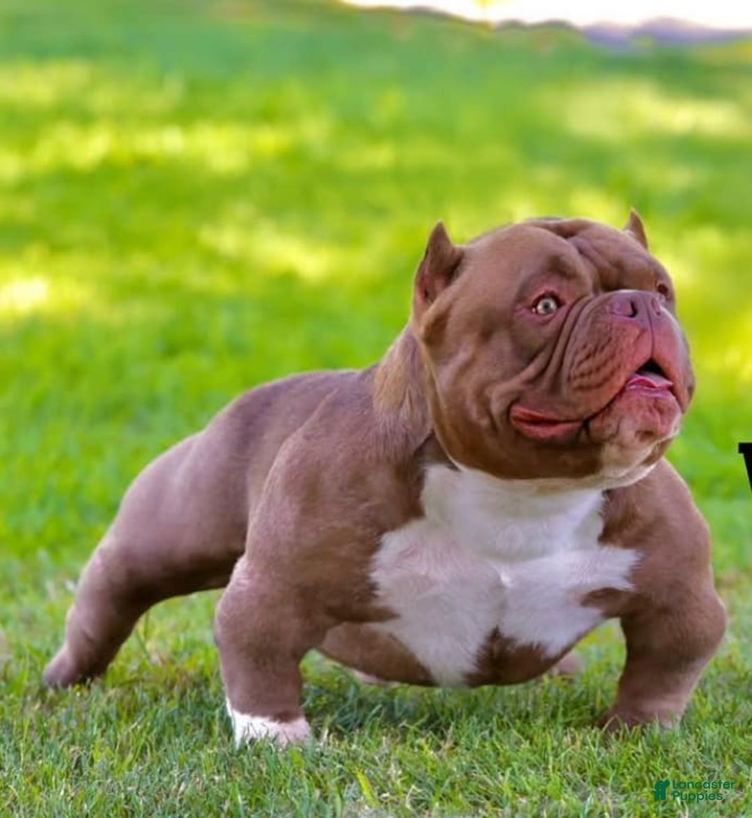 American Bully dogs for sale: Big Boy - Image 7
