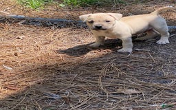 American Bully dogs for sale: Chinx - Image 6
