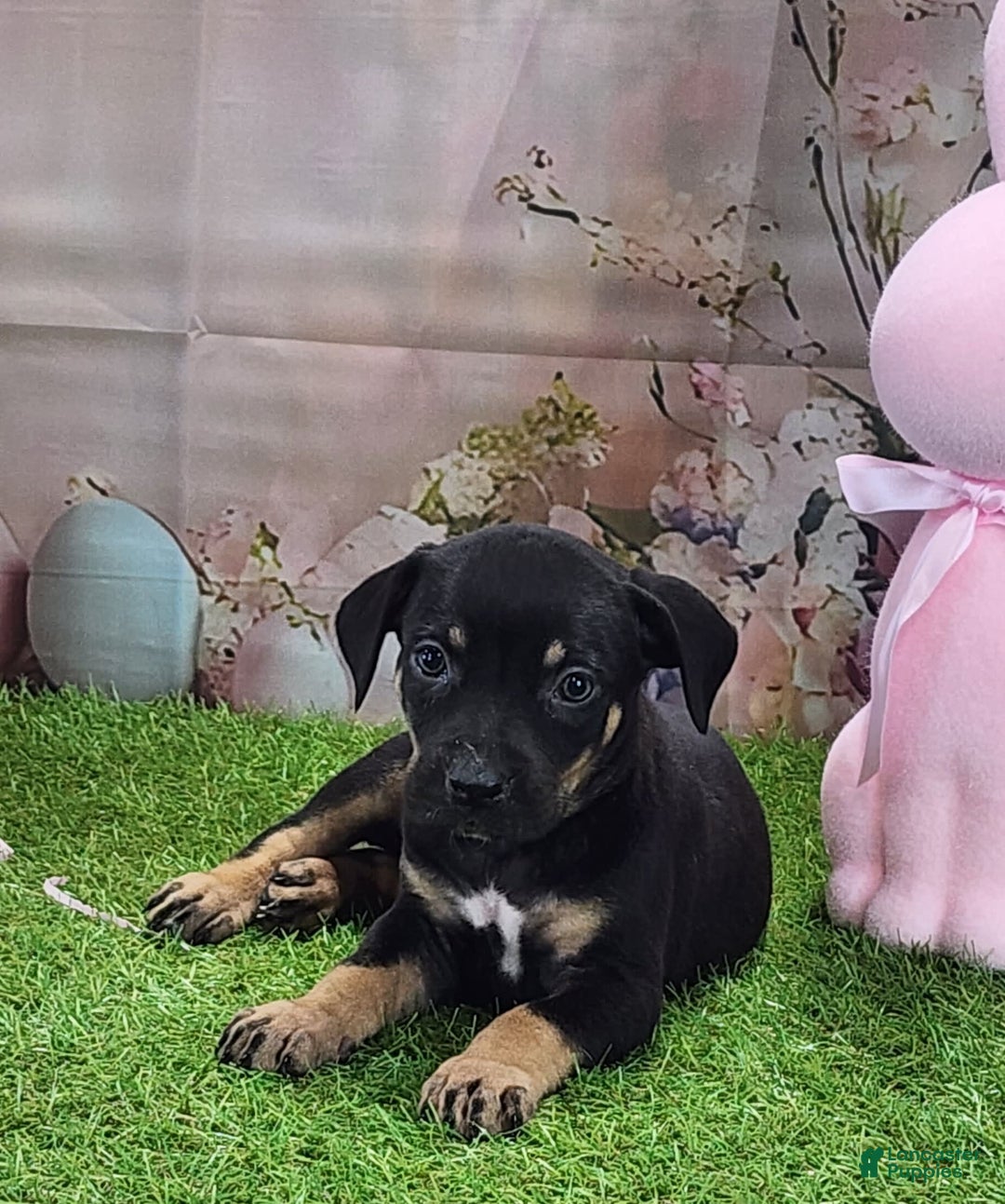Catahoula Leopard Dog dogs for sale: Juliet 2025 F1 Catahoula Puppy - Image 6