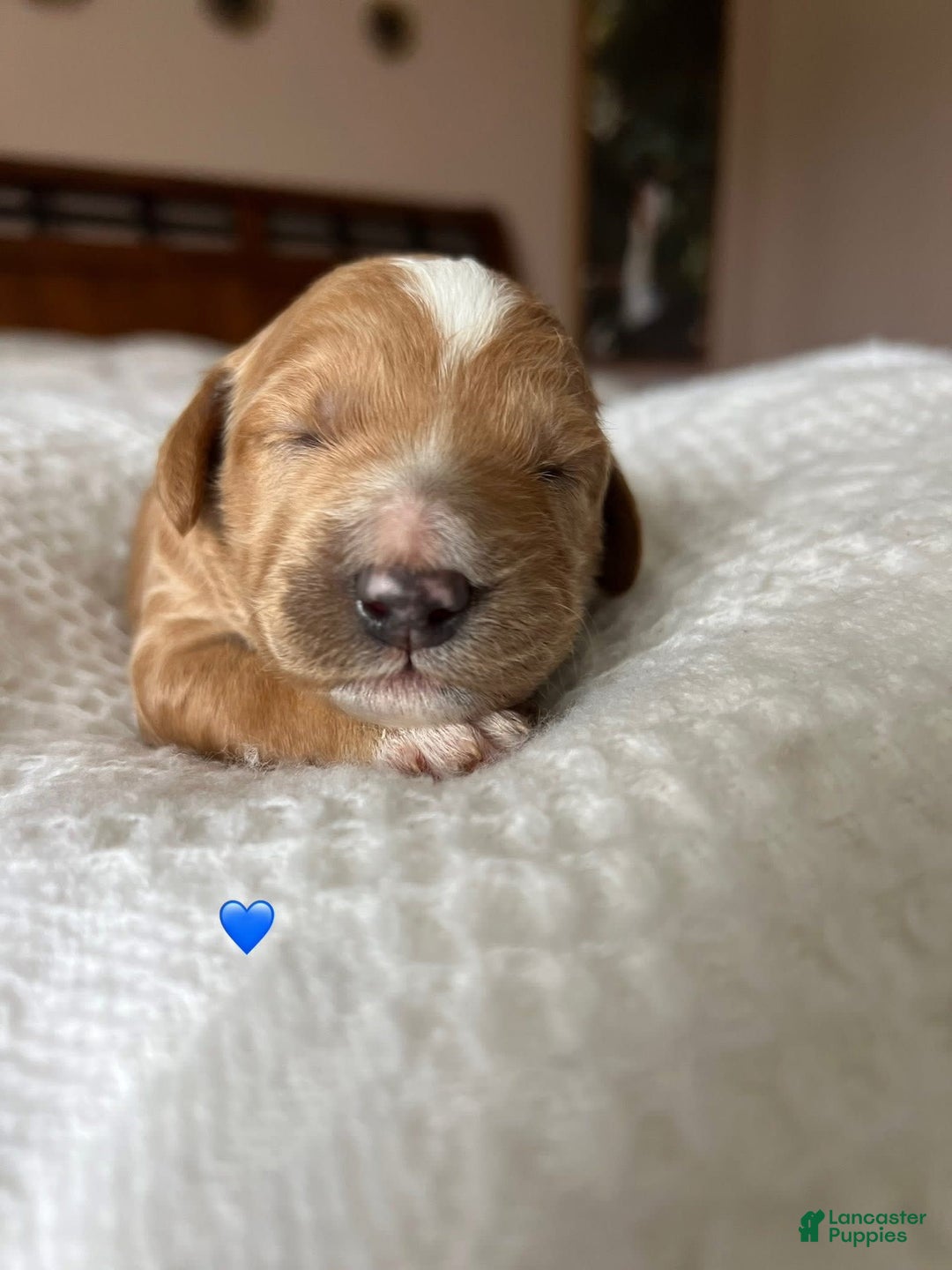 Goldendoodle dogs for sale: Waffles - Image 2