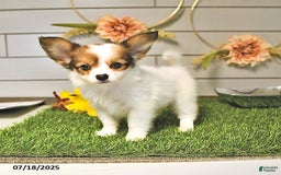 Papillon dogs for sale: Brett - Image 10