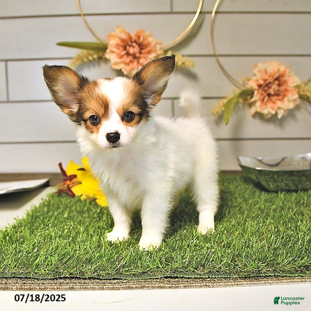Papillon dogs for sale: Brett - Image 10