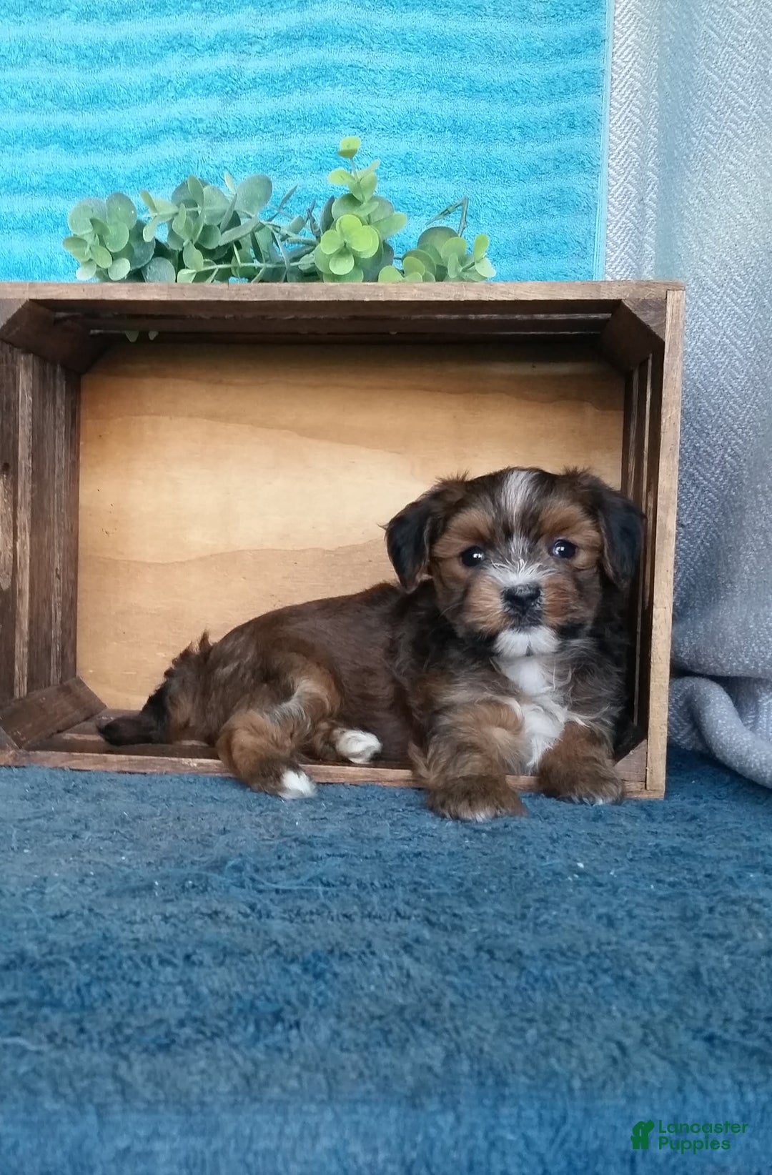 Havanese dogs for sale: Buttercup - Image 3