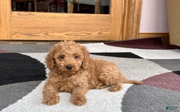 Cockapoo dogs for sale: Tate F1b - Image 5