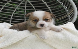 Welsh Corgi Pembroke dogs for sale: Nugget - Image 17