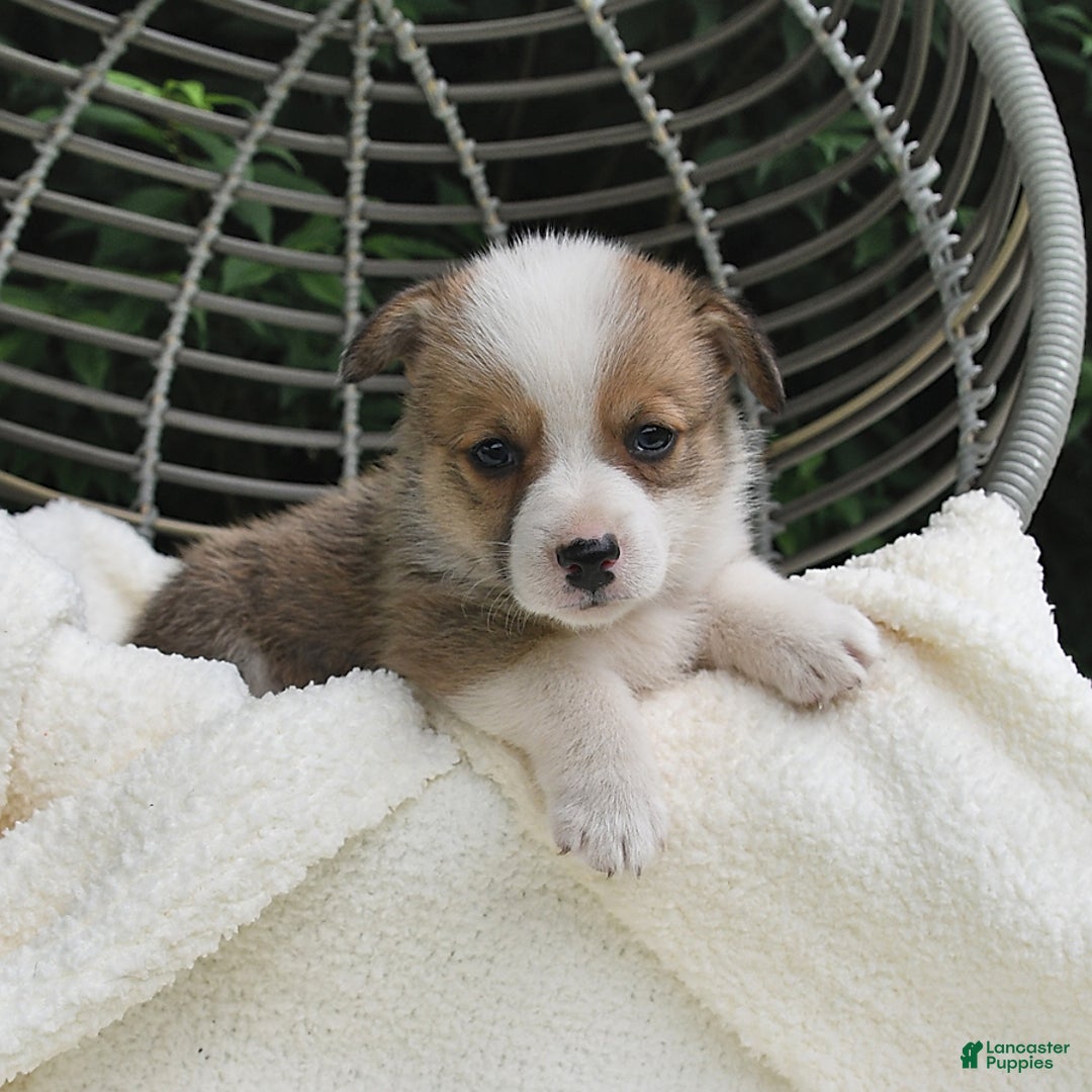 Welsh Corgi Pembroke dogs for sale: Nugget - Image 17